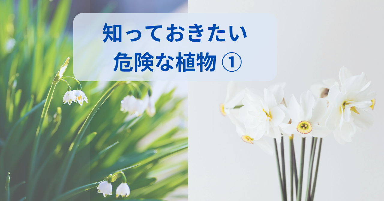 危険な植物、水仙とスノーフレークの写真
