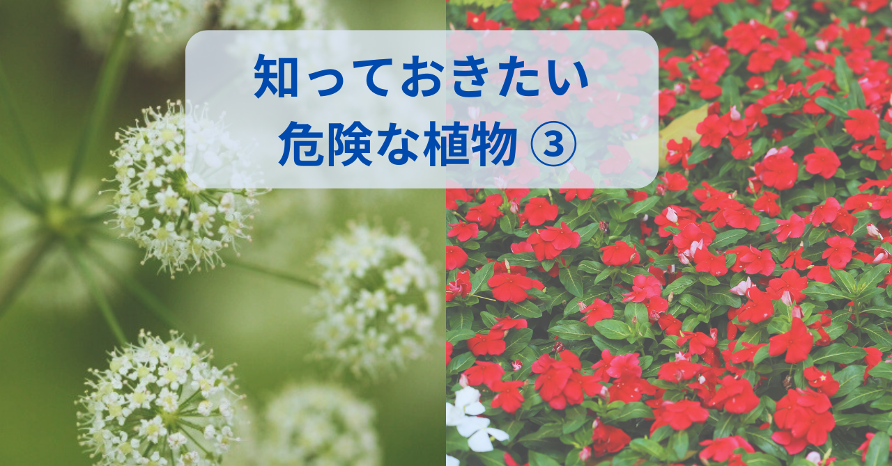危険な植物、ホウセンカとドクゼリの写真